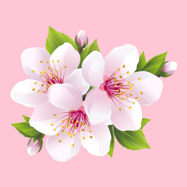 Zweig der weißen blühenden Sakura - japanischer Kirschbaum — Stockvektor