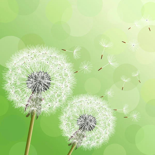 Green background with two flowers dandelions