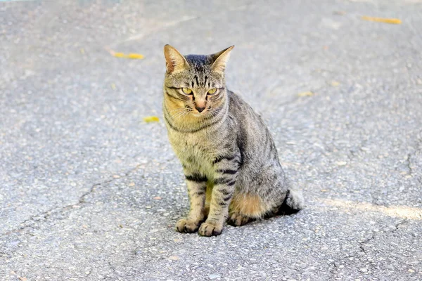 Portrait Cat Looking Away Kucing Dengan Garis Garis Seperti Harimau — Stok Foto