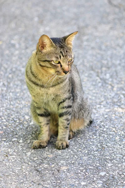 Πορτρέτο Μιας Γάτας Κοιτάζοντας Μακριά Γάτα Λωρίδες Τίγρης Όπως — Φωτογραφία Αρχείου
