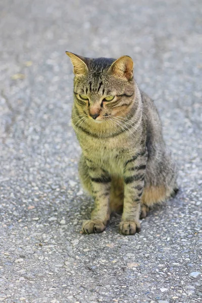 Πορτρέτο Μιας Γάτας Κοιτάζοντας Μακριά Γάτα Λωρίδες Τίγρης Όπως — Φωτογραφία Αρχείου