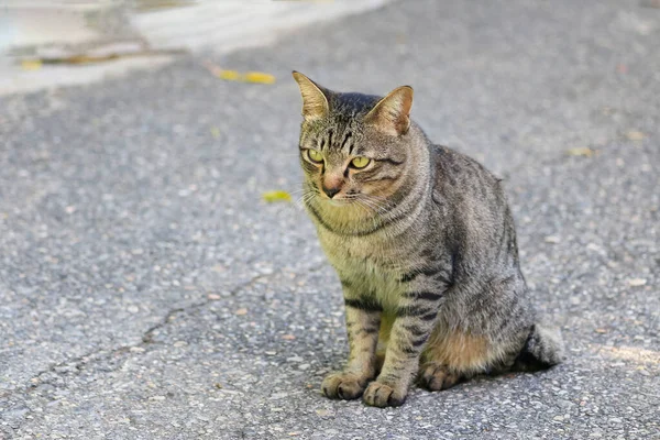 Portrait Cat Looking Away Kucing Dengan Garis Garis Seperti Harimau — Stok Foto