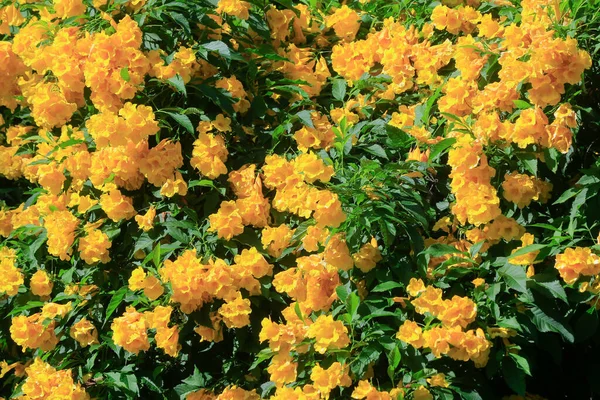 Moldura Cheia Flores Amarelas Plantas — Fotografia de Stock