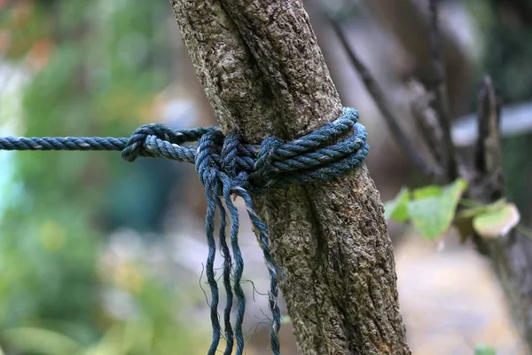 Крупним Планом Стара Мотузка Прив Язана Дерева — стокове фото