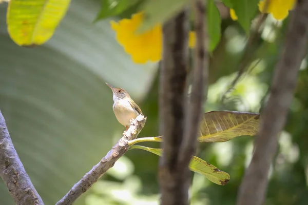 Маленькие Птицы Поедающие Насекомых Вершинах Деревьев Плюмерии — стоковое фото