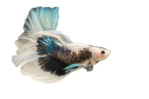 Siamesischer Kampffisch Betta Splendens Blauer Fisch Weißer Hintergrund Halfmoon Betta — Stockfoto