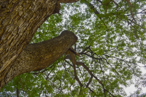 Alacsony Szögű Lövés Egy Nagy Sok Ágak — Stock Fotó