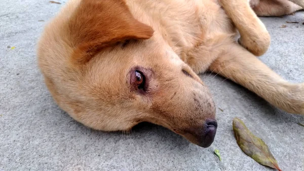 Närbild Brun Hund Ansikte Ligger Ett Cementgolv — Stockfoto