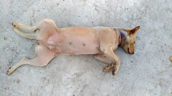 White Dog Sleeping Strange Expression Cement Floor — Stock Photo, Image