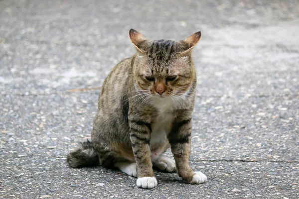 Μια Αρσενική Γάτα Κάθεται Στο Δρόμο Κοιτάζοντας — Φωτογραφία Αρχείου