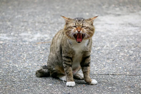 Seekor Kucing Jantan Duduk Jalan Dengan Mulut Terbuka — Stok Foto