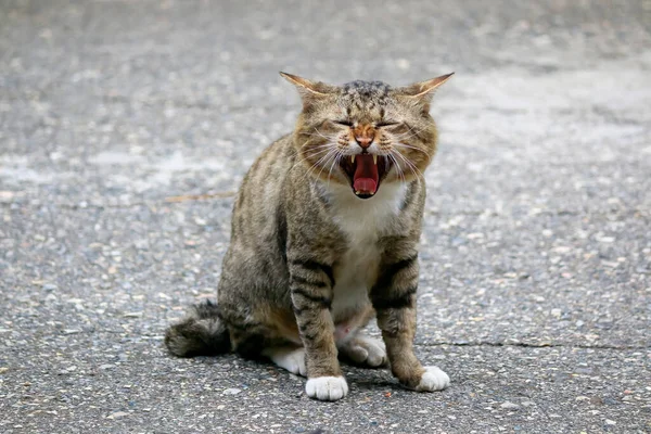 Chat Mâle Est Assis Dans Rue Bouche Ouverte Photos De Stock Libres De Droits