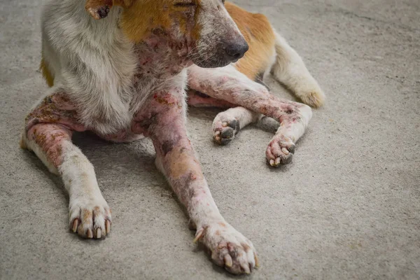 Close-up of legs dog has an leprosy skin problem on their body and lying on the concrete floor.