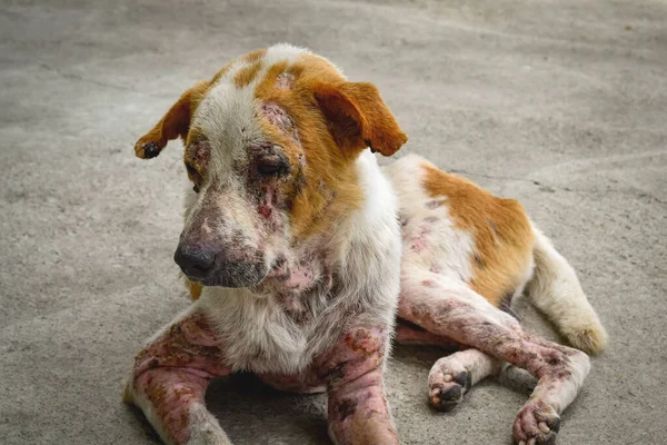 Closeup dog has an leprosy skin problem on their body and lying on the concrete floor.