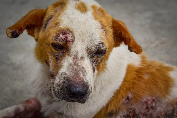 Closeup Cão Tem Problema Pele Lepra Seu Corpo Deitado Chão Imagem De Stock