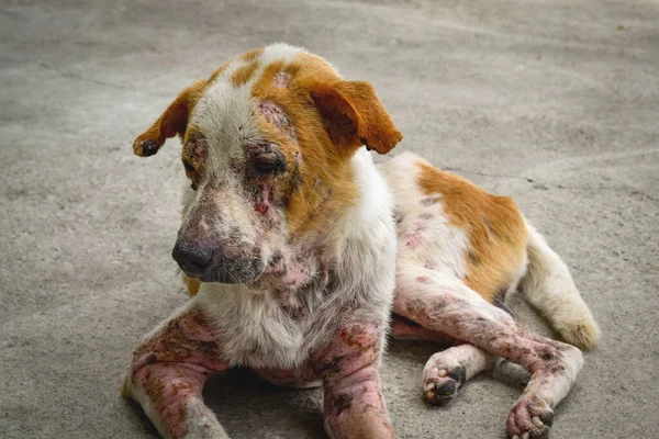 Gros Plan Chien Problème Peau Lèpre Sur Leur Corps Couché Photos De Stock Libres De Droits