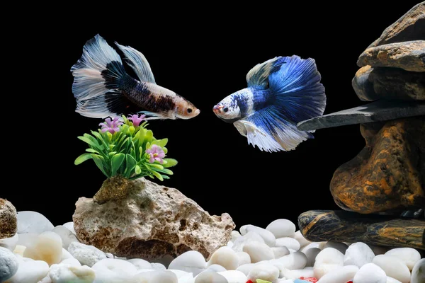 Siamese Fighting Fish Betta Splendens Betta Fish Tank Black Background — Stock Photo, Image