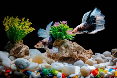 Siamese fighting fish,Betta splendens, 2 in a betta fish tank, Black background, Halfmoon Betta. clipart