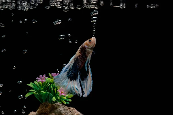 Poissons Combat Siamois Betta Splendens Dans Aquarium Avec Bulles Fond Images De Stock Libres De Droits