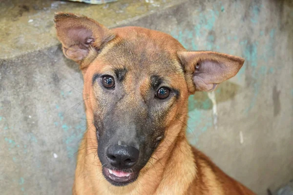 Close Cara Cão Olhando Para Frente Com Interesse — Fotografia de Stock