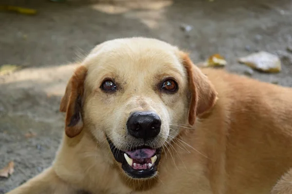 Nahaufnahme Hundegesicht Blickt Interessiert Nach Vorn — Stockfoto