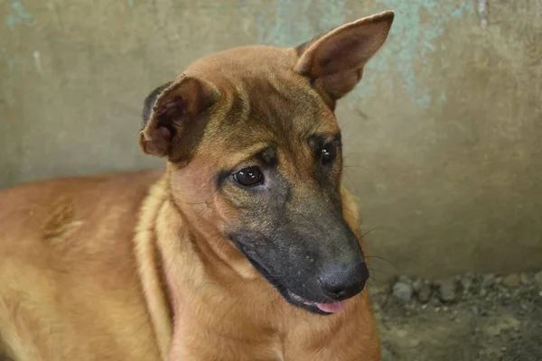 Close Cara Cão Olhando Para Frente Com Interesse — Fotografia de Stock