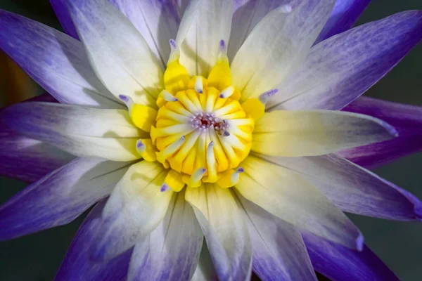 Close Purple Lotus Yellow Stamens — Stock Photo, Image