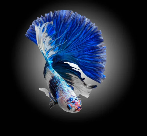 Сиамская Бойцовая Рыба Betta Splendens Голубая Свекла Заднем Плане Размыта — стоковое фото