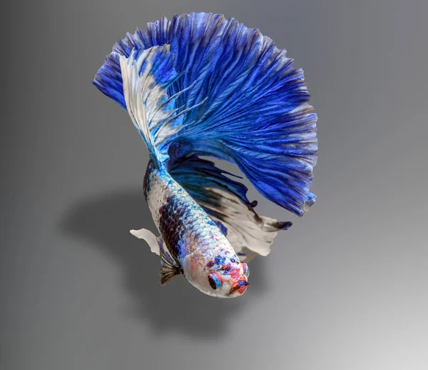 Ikan Berjuang Siam Betta Splendens Betta Biru Pada Latar Belakang — Stok Foto