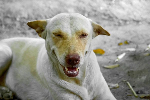 アジアタイ 白い犬の顔を見つめのクローズアップ — ストック写真