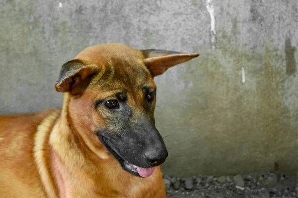 アジアにおける茶色の犬の顔 舌の閉鎖 — ストック写真
