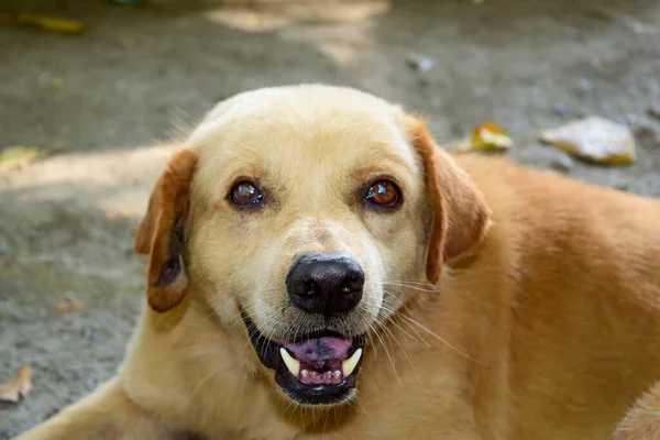 Primer Plano Cara Los Ojos Lengua Perro Marrón Tailandia Asia — Foto de Stock