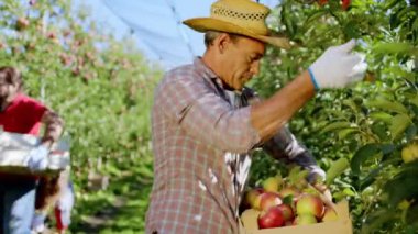 Kamera çiftçisinin önündeki modern elma bahçesi ahşap kutuya koyduğu ağaçtan elma topluyor.