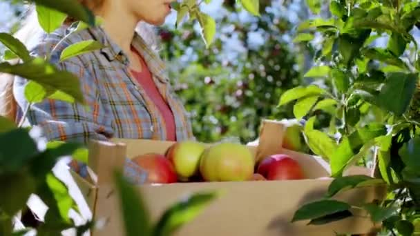 Hermosa señora del campo recogiendo un poco de manzana fresca del huerto de manzanas y cuidadosamente poner en la caja de madera — Vídeos de Stock