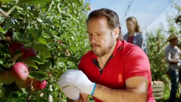 Hombre carismático y su familia trabajando juntos en el huerto de manzanas recogen manzanas rojas frescas del árbol — Vídeo de stock