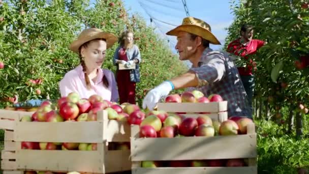 Hermosa señora y su padre granjero juntos trabajando en el medio de huerto de manzanas que clasifican las manzanas de recogida de la cesta — Vídeos de Stock
