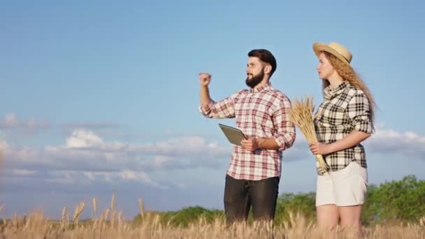 Keluarga petani pria dan wanita karismatik melihat pada gandum besar dan menganalisis beberapa masalah panen tahun ini — Stok Video