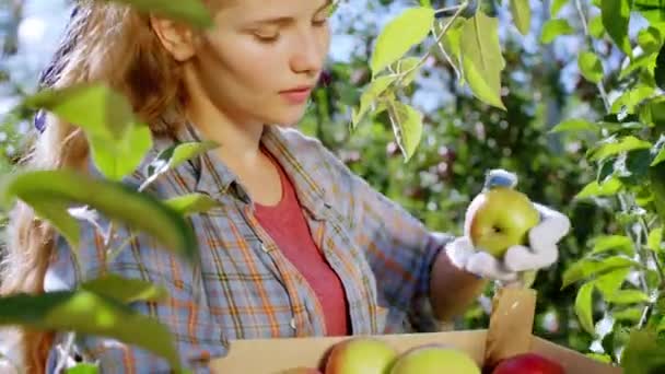 リンゴの果樹園に集中した女性のカントリースタイルは、木からいくつかの熟した果物を収集し、木製の箱に置きます — ストック動画