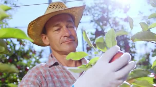 Primer plano de la cámara atractiva agricultor recogiendo un poco de manzana del árbol con mucho cuidado se puso en la caja de madera — Vídeos de Stock