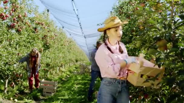 Перед камерой харизматичная дама с деревянной коробкой, собирающая свежую спелую с дерева вместе с другими сезонными рабочими в большом яблоневом саду. Снимок на ARRI Alexa Mini. — стоковое видео