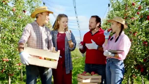 Группа фермеров в середине яблоневого сада анализирует результат работы после того, как они собирают все яблоки на корзину — стоковое видео