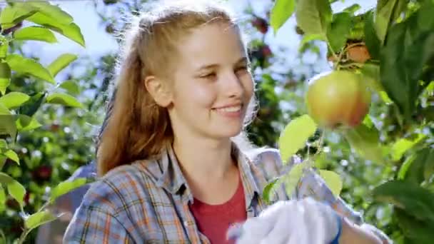 いくつかの新鮮なリンゴを収集し、木製の箱に入れて、リンゴの果樹園では、カメラの大規模な笑顔ブロンドの髪の若い女性に近い。ARRIアレクサミニで撮影. — ストック動画