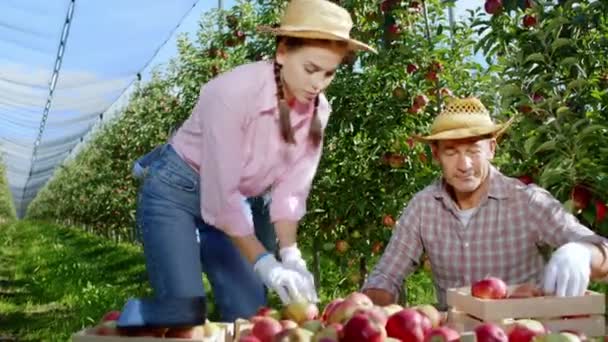 Красивая дама и его отец фермер вместе работают в середине яблоневого сада они сортируют сбор яблок из корзины. Снимок на ARRI Alexa Mini. — стоковое видео