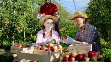Kameranın önünde yaşlı çiftçi adam ve kızı birlikte elma bahçesinin ortasında oturup elmayı diğer ahşap sepetlere ayırıyorlar.