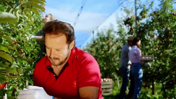 L'uomo carismatico prende la mela matura dall'albero mentre altri lavoratori lavorano sullo sfondo nel mezzo del meleto. 4k — Video Stock