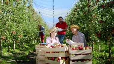 Karizmatik, gülen bir kadın ve babası çiftçi bir adam elma bahçesinin ortasında başka bir işçi başka bir taze elma verirken sepetin üzerindeki elmayı sıralıyorlar.