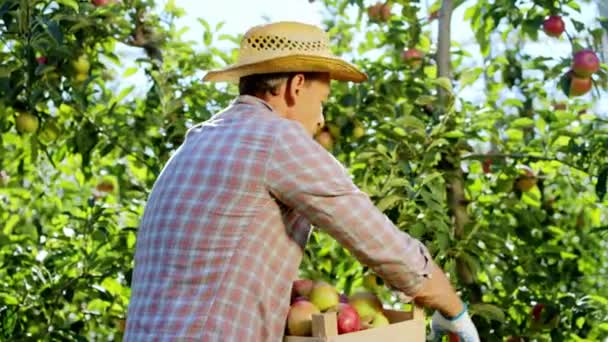 Çekici bir çiftçi, modern bir elma bahçesinde kameranın önündeki ağaçtan taze elma topluyor. 4k — Stok video