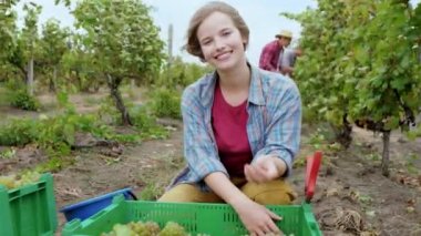 Üzüm bağının ortasında güzel bir kırsal kadın kameranın önünde gülümsüyor plastik kutudan üzüm seçiyor tarım işi ve organik gıda.