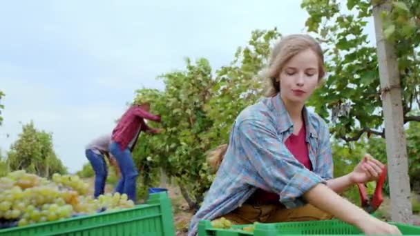 彼女の家族と一緒に魅力的な農家の女性は、彼女がプラスチック製の箱にブドウを選択し、有機栽培のいくつかのブドウの概念を試して収穫ブドウを収集します。 — ストック動画