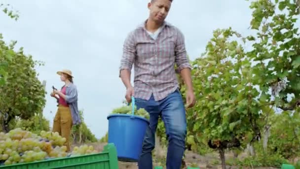 Hombre afroamericano descargar cesta llena de uvas en la caja de plástico en el medio de la viña otras personas del campo que trabajan en el fondo — Vídeos de Stock